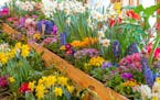 The Spring Flower Show at the Minnesota Landscape Arboretum in Chaska.
