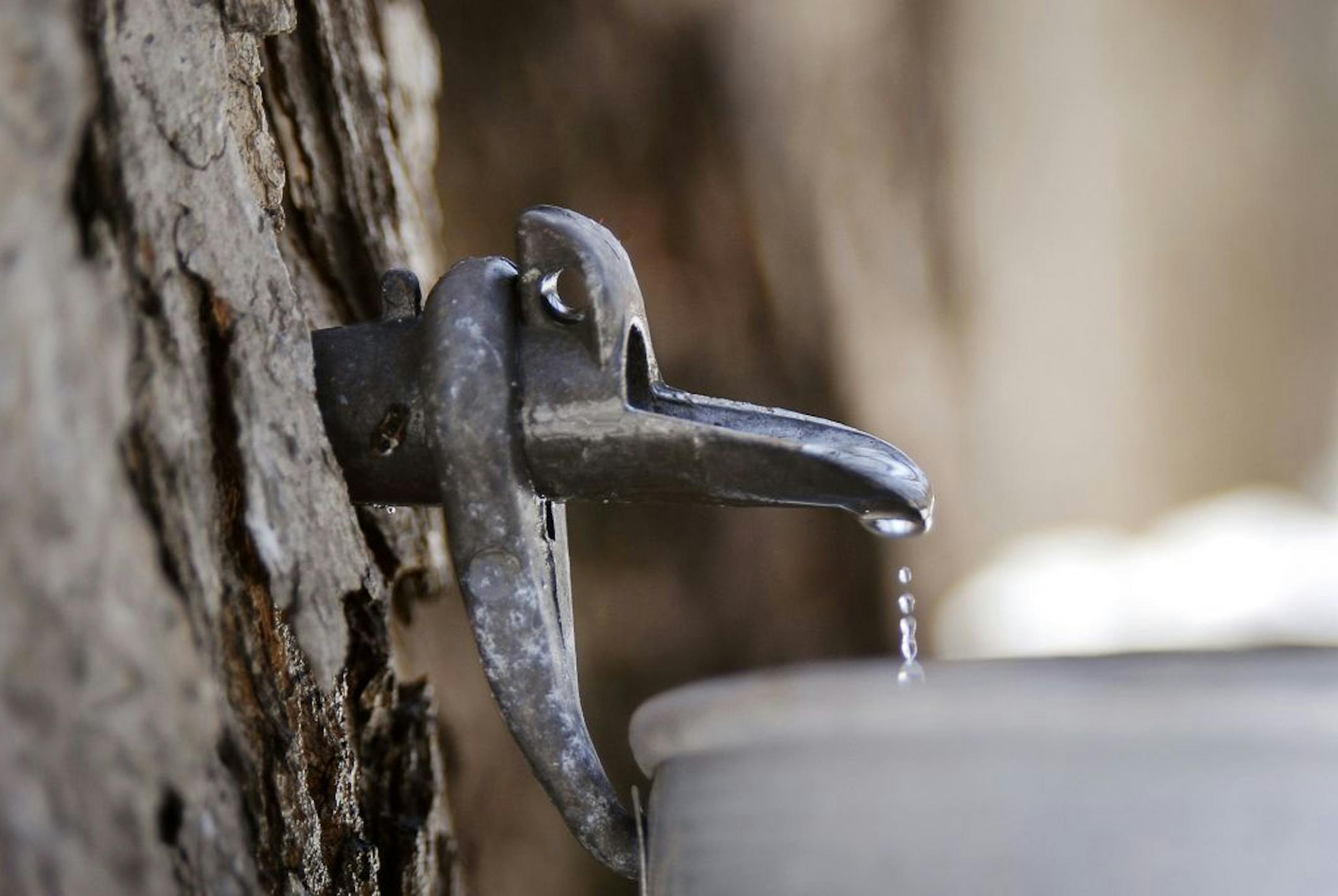 Sap being collected in buckets in Quebec in March 2008.