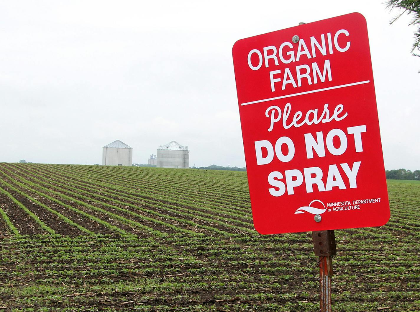 Organic soybeans with USDA signage, 2015 Each photo is appropriately labeled and includes what year the crop is from. Please credit: University of Minnesota Southwest Research & Outreach Center