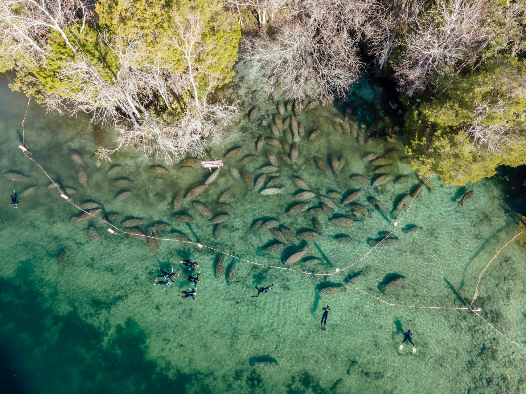 Snorkeling with manatees in Crystal River, Fla.
