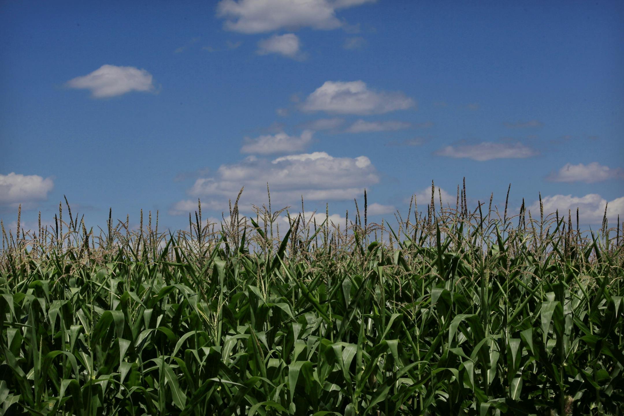 Cornfields just south of Belle Plaine, Minn. Small numbers of farmers have begun to experiment with drones to survey their crops. (Joel Koyama/Minneapolis Star Tribune/MCT) ORG XMIT: 1155809