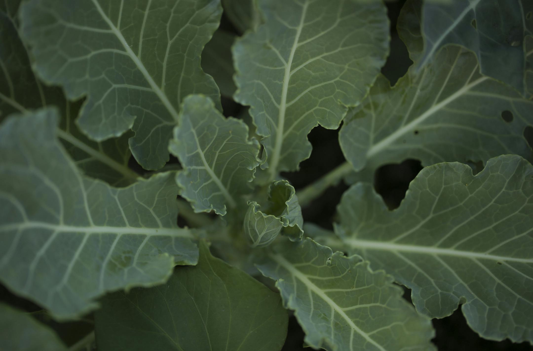 Collard greens in the African American Edible Streetscape container. ] JEFF WHEELER ï jeff.wheeler@startribune.com Urban Oasis, a sustainable food center, hosted a walking tour of its "Edible Streetscapes" project in St. Paul Wednesday evening, July 20, 2016. A series of ten planters along East 7th St. showcase various food traditions from this area in St. Paul.