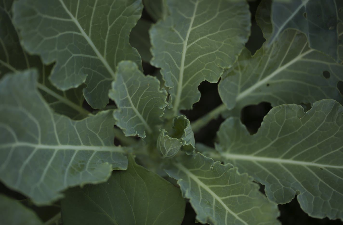 Collard greens in the African American Edible Streetscape container. ] JEFF WHEELER &#xef; jeff.wheeler@startribune.com Urban Oasis, a sustainable food center, hosted a walking tour of its "Edible Streetscapes" project in St. Paul Wednesday evening, July 20, 2016. A series of ten planters along East 7th St. showcase various food traditions from this area in St. Paul.