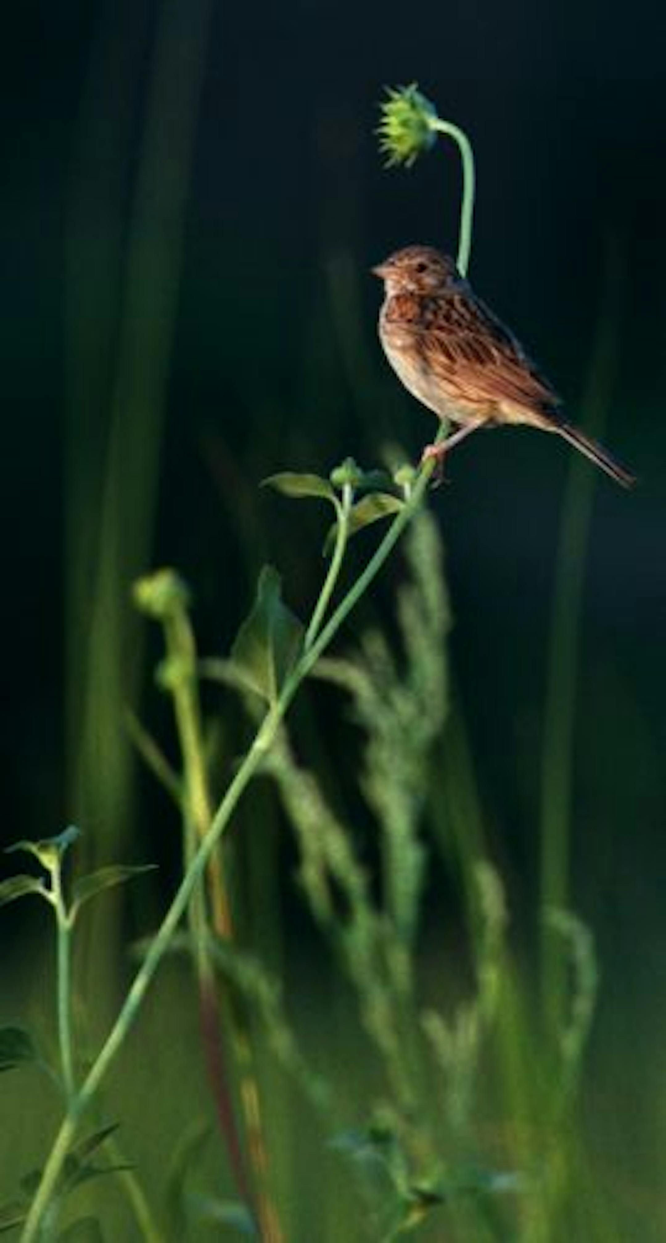 A sparrow rests on a sunflower stem among prairie grasses. Native plantings help attract insects and birds to your yard.