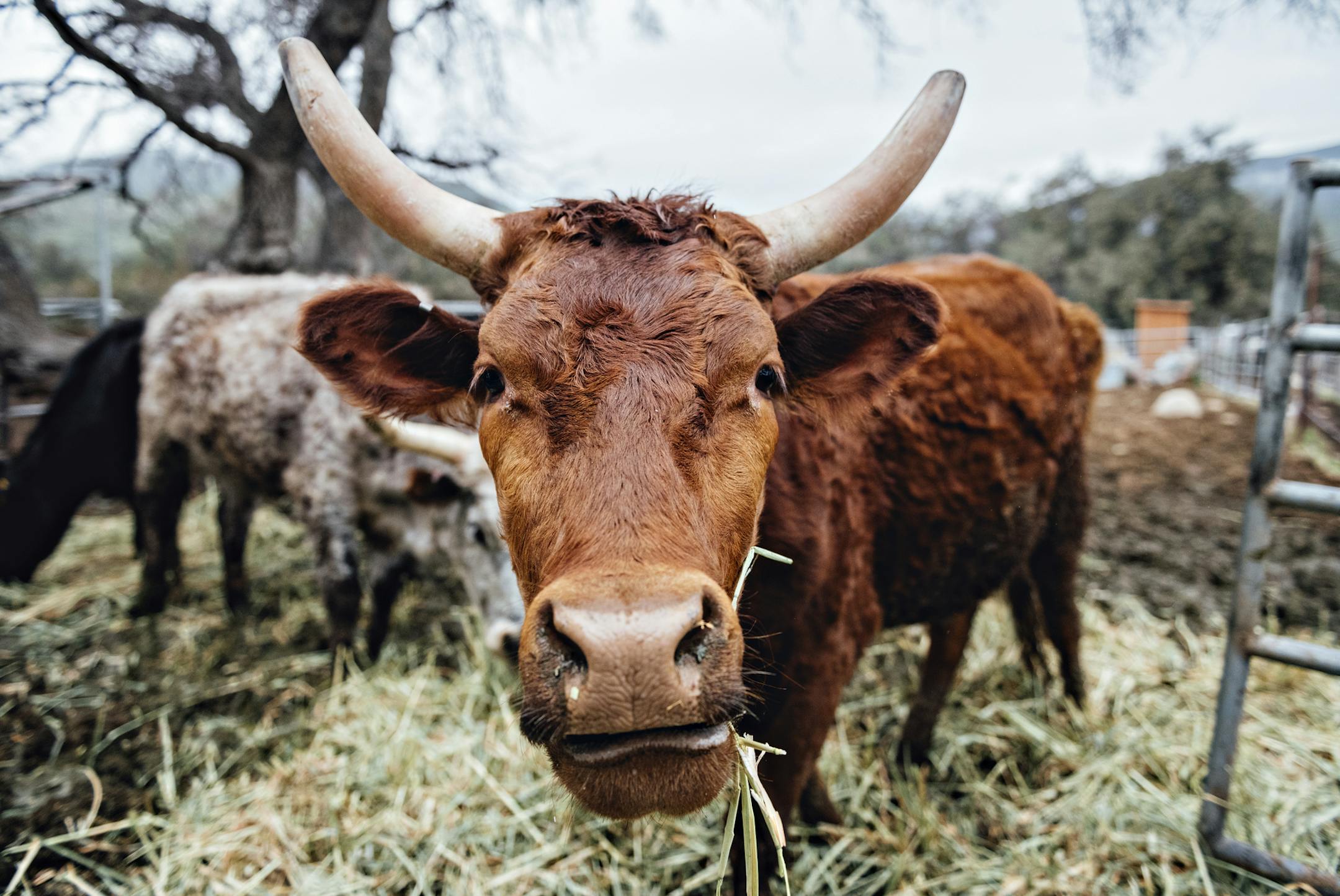 The livestock at The Ojai Valley Trail Riding Company are more than friendly and curious and a delight to photograph. You can stop in to see the livestock before hiring a private guided horseback ride through the valley. ] Photos by Leslie Plesser &#x2022;&#xa0;Special to the Star Tribune