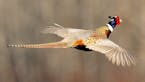 Minnesota's pheasant season opens Saturday, amid high hopes that bird numbers have increased, but also concern over habitat loss. Photo by Bill Marche