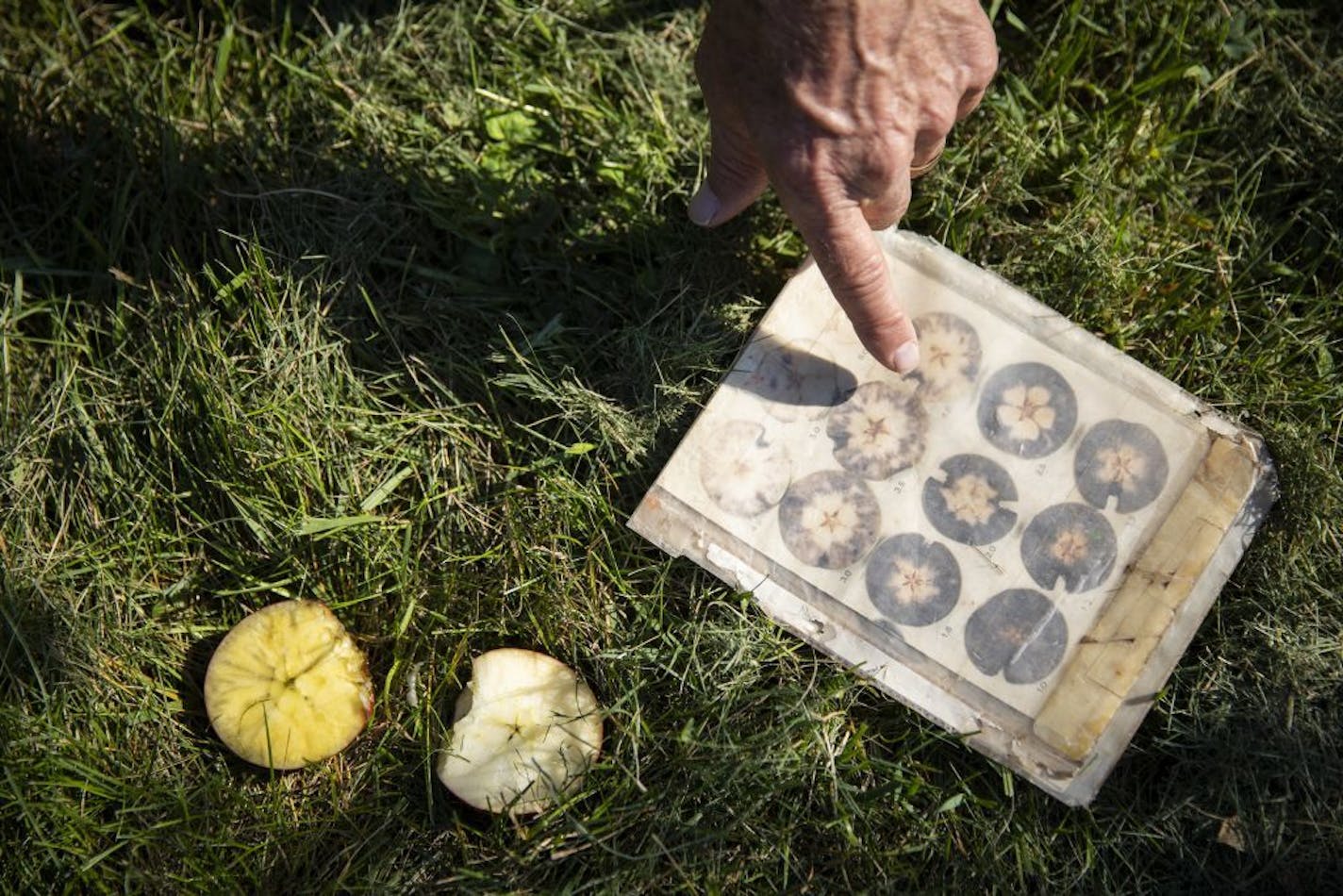 David Bedford shows a guide to check the freshness of an apple. After spraying iodine on one half of an apple cross section he will compare the color to his chart.