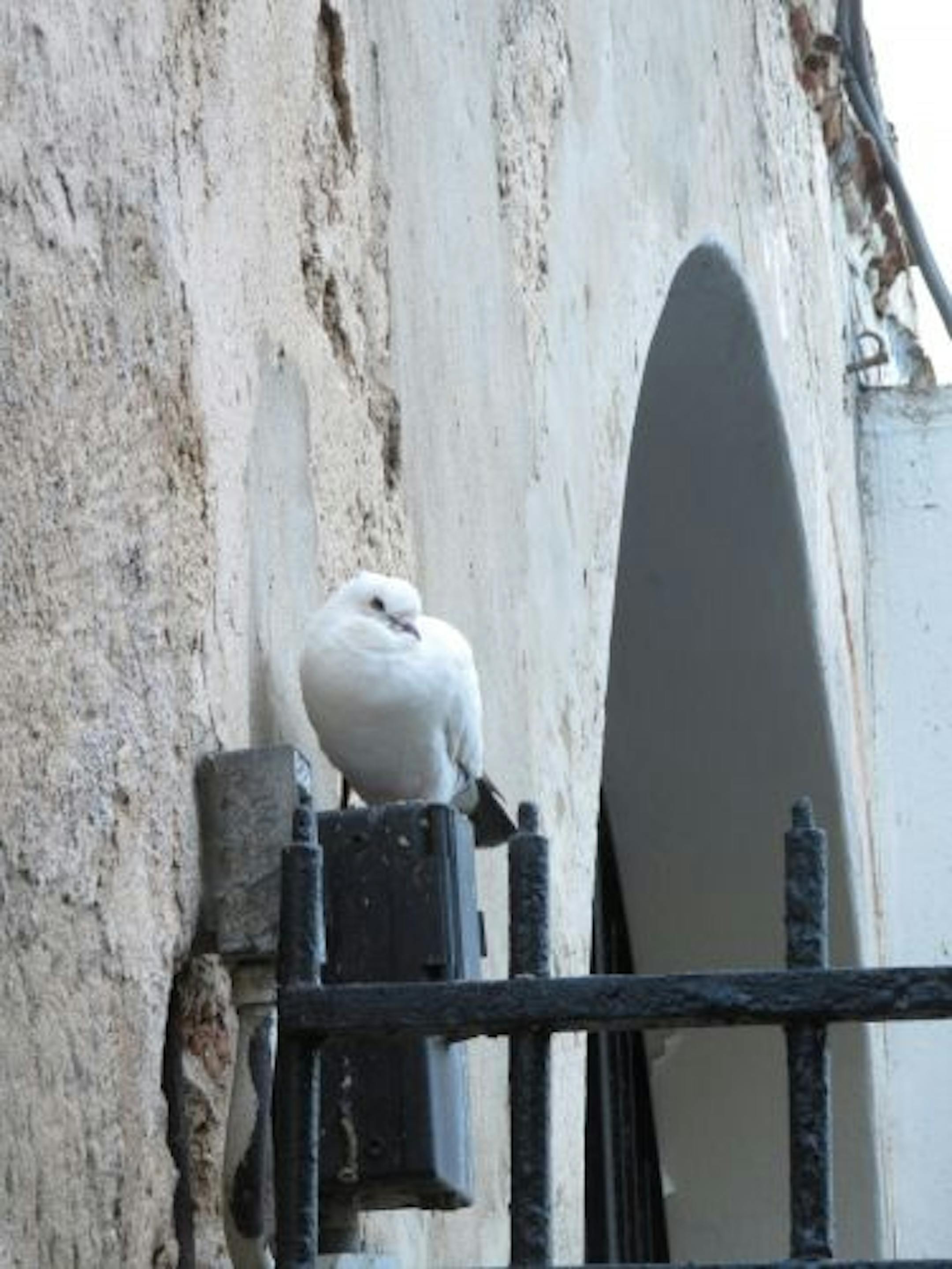 Pigeons and doves gather at Parque de las Palomas in Old San Juan.