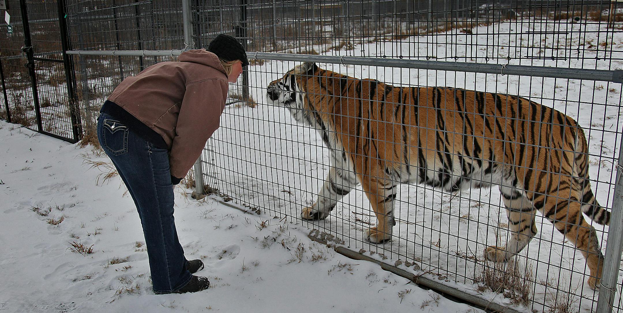 Tammy Thies, executive director of the Wildcat Sanctuary, greeted one of the tigers outside its enclosure, Wednesday, January 23, 2013 in Sandstone, MN. (ELIZABETH FLORES/STAR TRIBUNE) ELIZABETH FLORES ‚Ä¢ eflores@startribune.com