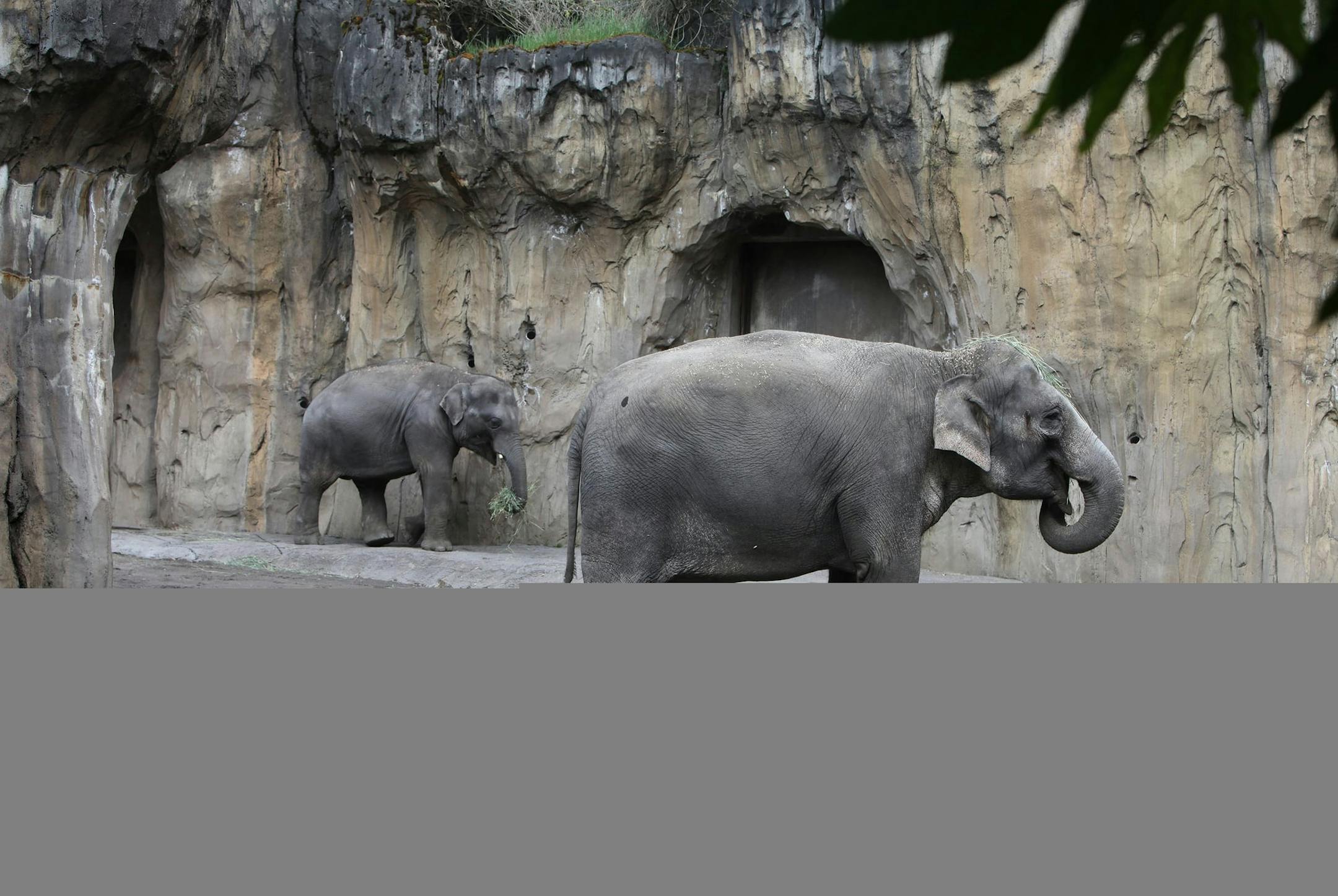 Three male elephants at Oregon Zoo in Portland were recently diagnosed with tuberculosis, and six staff members tested positive for exposure. The infected elephants had positive blood tests months before their disease was confirmed. (Steve Ringman/Seattle Times/TNS)
