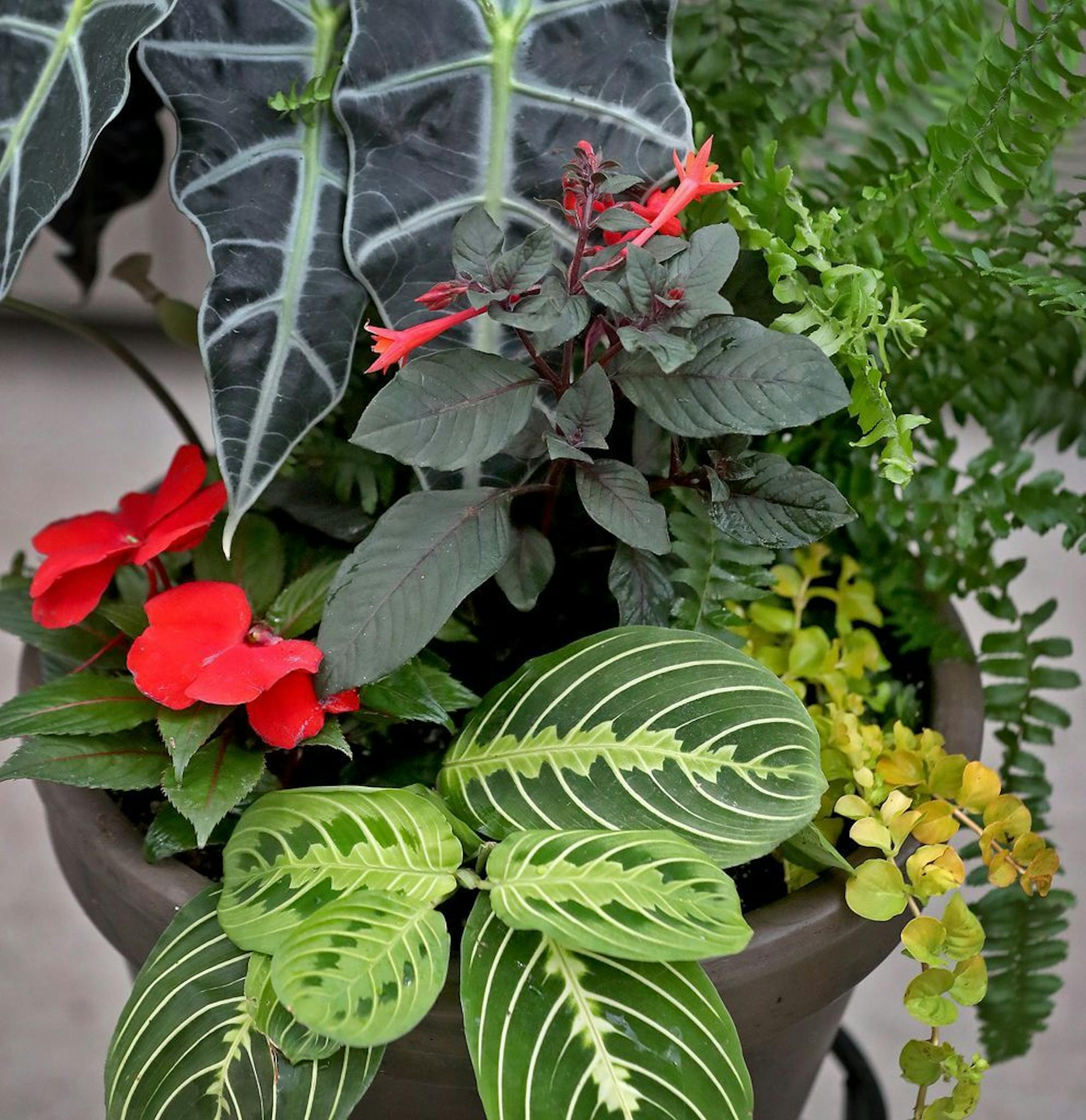 Tropical Alocasia Polly is the star of this shady container garden from Sunnyside Gardens.