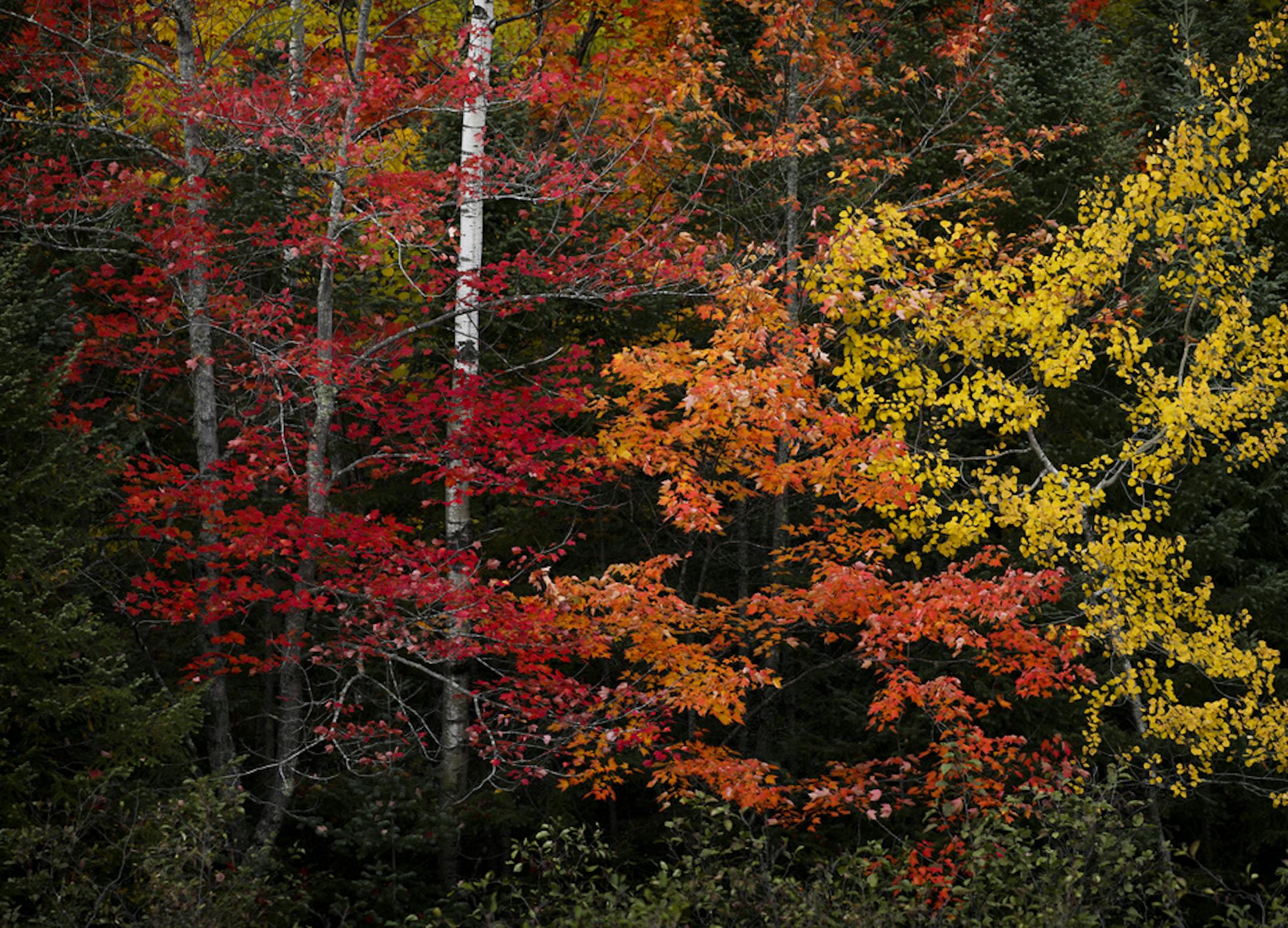 Northern Minnesota is the first to turn each fall and the mix of colors make for a spectacular show. The aspen, pine, maple and birch create a kaleidoscope of color that attract leaf watchers to travel backroads and fill hotel rooms and campgrounds on the north shore. ] BRIAN PETERSON ¥ brian.peterson@startribune.com
North Shore, MN 10/05/2018
