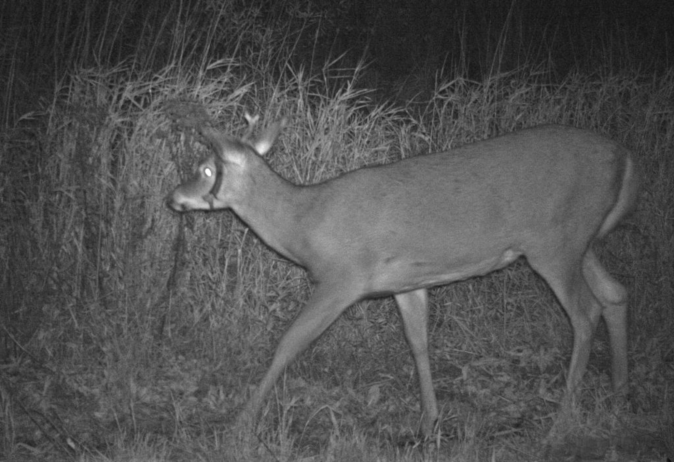 Note the odd antler growth on this young whitetail buck. The left antler grows down along side the buck's face and most of it is still encased in dried velvet.