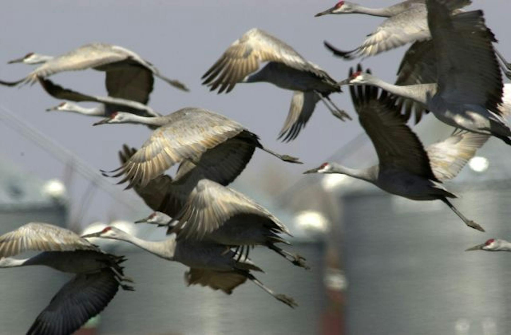 Sandhill cranes take flight over a cornfield near Gibbon, Neb. Each spring, nearly 500,000 of the migrating birds pause in the area, where they feed on fertile lands along the Platte River — and enthrall visitors.