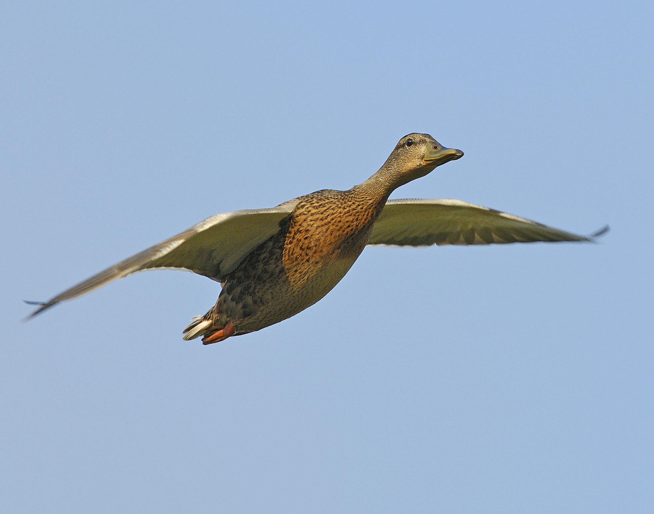 Astute waterfowlers will indentify this mallard in flight as an immature drake, not a hen. Note the telltale olive colored bill. The bill on hens, young and old, is orange and brown.