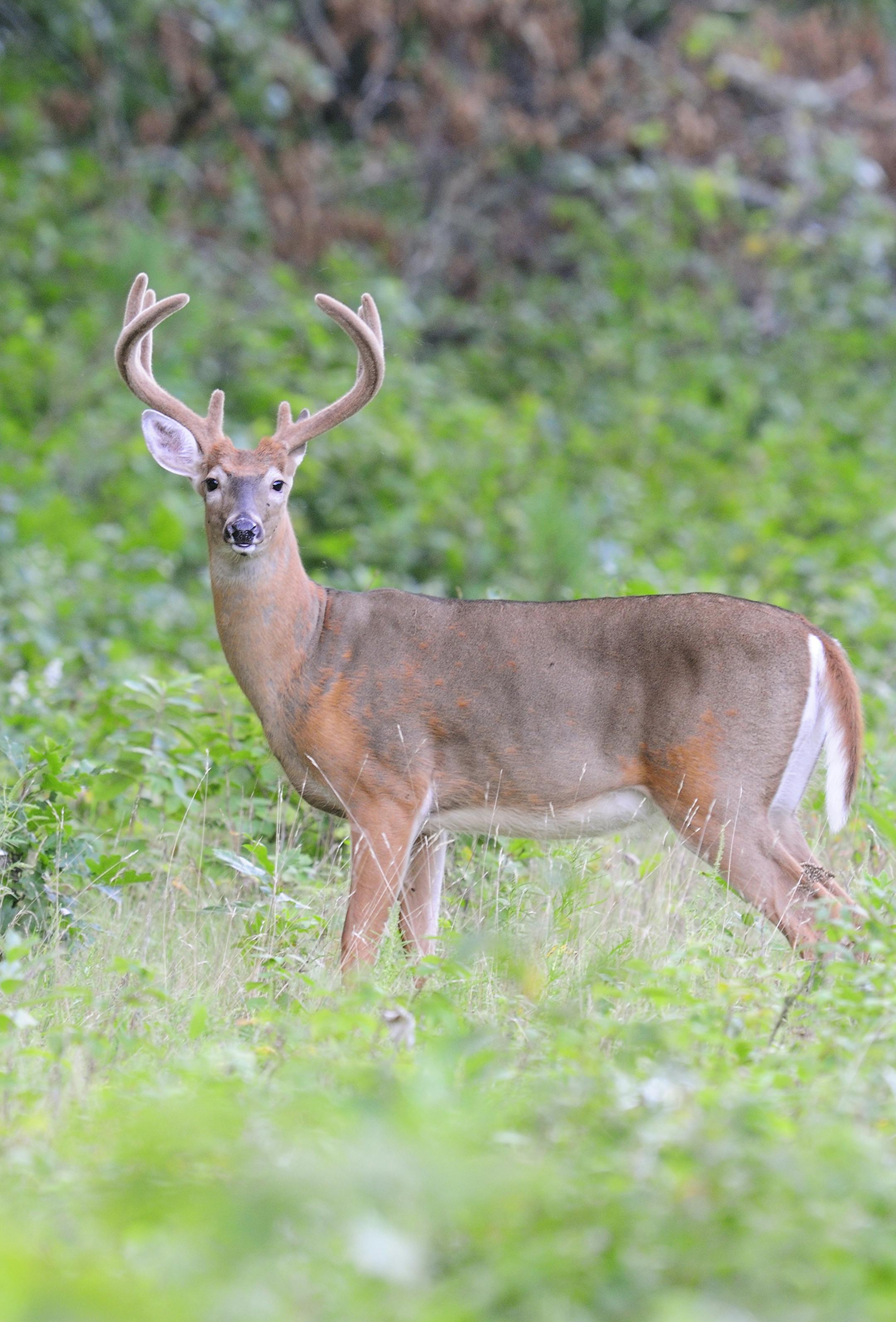 This image was taken August 24th. Note the buck's orange summer hair is being replaced by a brown winter coat. His velvet covered antlers will be clean roughly the first week of September.