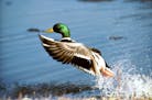 U.S. Fish and Wildlife waterfowl surveys show a disconnect from the realities on the ground in the Dakotas and eastern Montana.