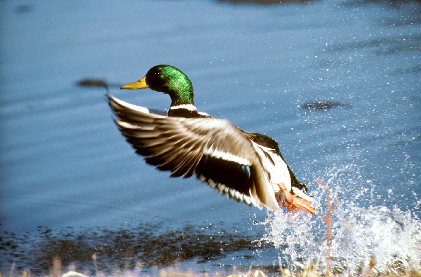 U.S. Fish and Wildlife waterfowl surveys show a disconnect from the realities on the ground in the Dakotas and eastern Montana.