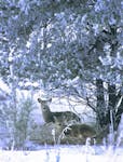 Evergreen plantings provide shelter and warmth for deer and other wildlife in winter.