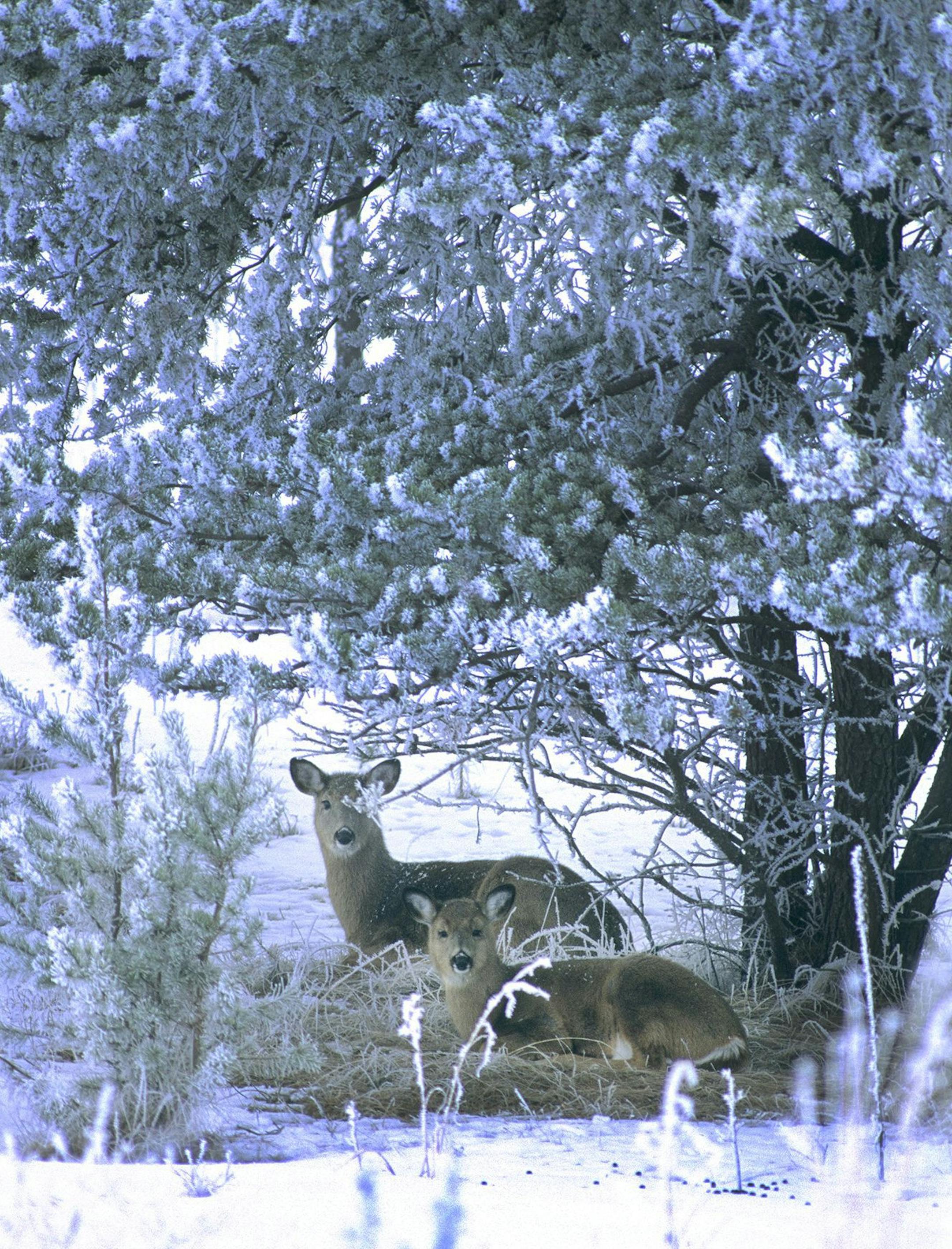 Evergreen plantings provide shelter and warmth for deer and other wildlife in winter.