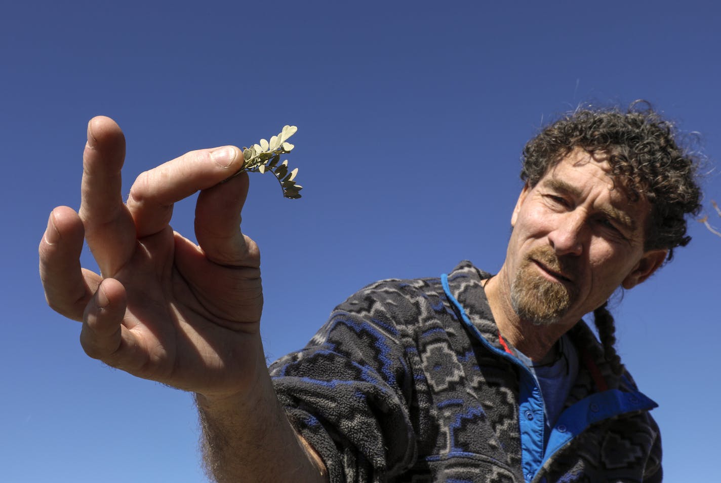 Tom Egan holds leaves of an ironwood tree at Chuckwalla Bench on Feb. 28, 2018. (Irfan Khan/Los Angeles Times/TNS)