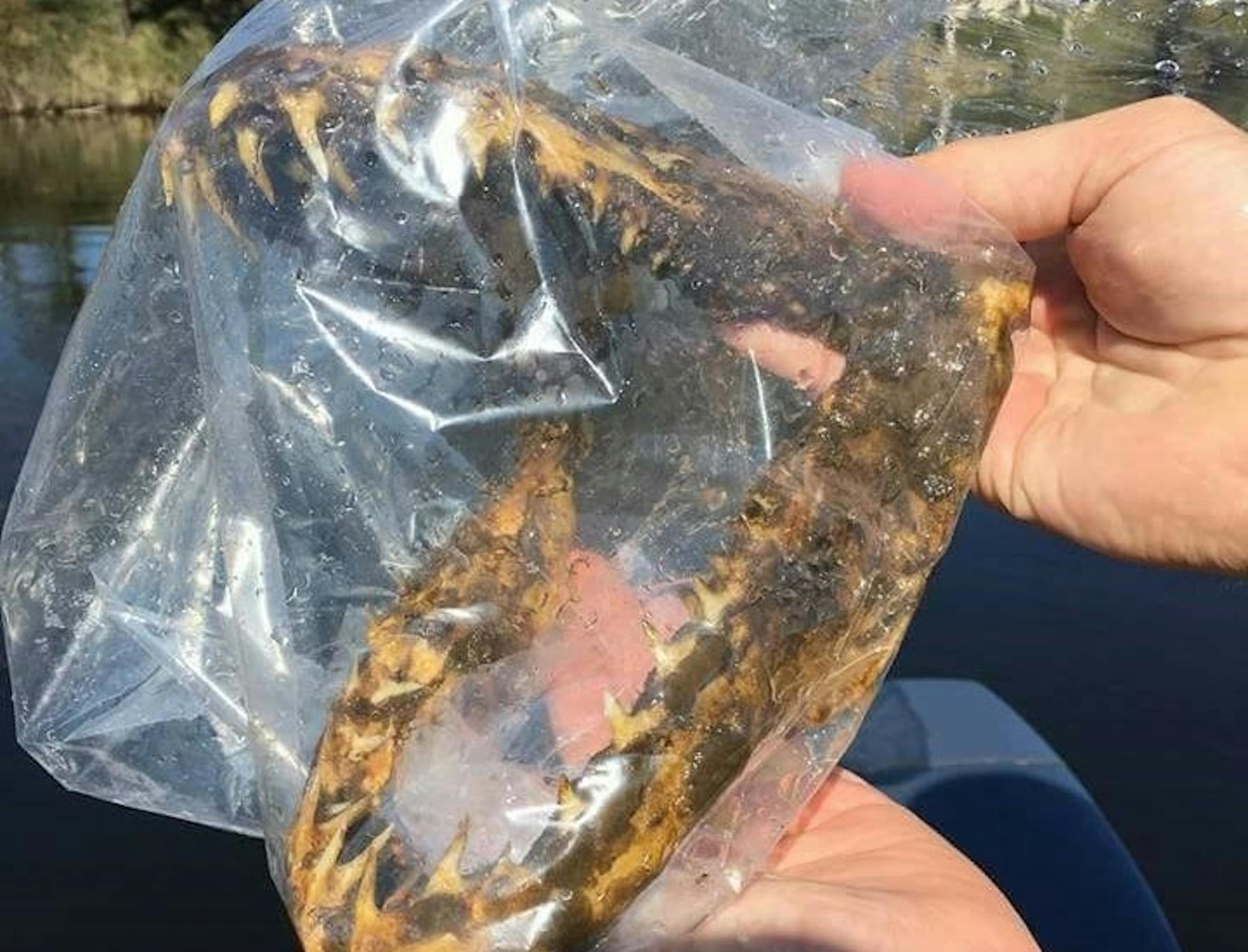 A sand tiger shark's jawbone was pulled from the Mississippi in northern Minnesota.
