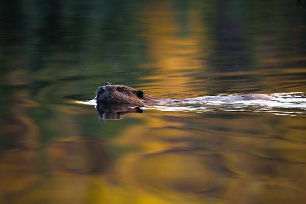 Beavers help create wetland habitat that builds biodiversity.