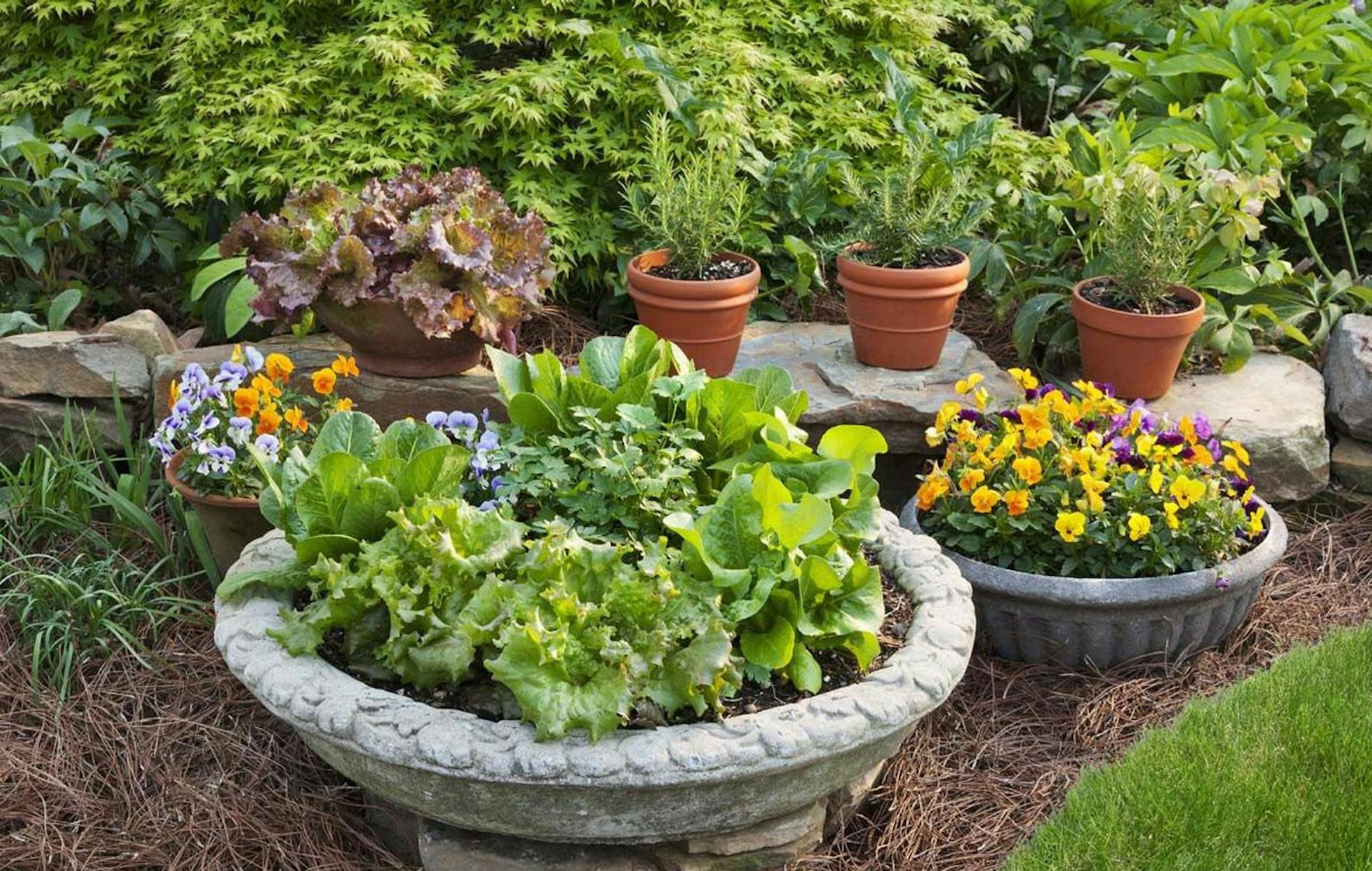 Create a pretty fall container garden with lettuce and pansies in pots, including birdbath tops; drill holes in concrete pots to ensure good drainage. (Courtesy Bonnie Plants/www.bonnieplants.com/MCT) ORG XMIT: 1128001 ORG XMIT: MIN1208292302584280