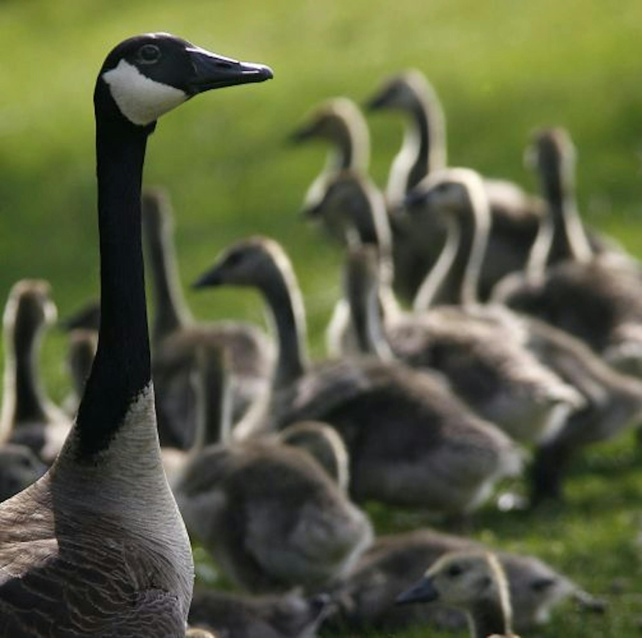 A Canada goose stood guard over goslings on Buerkle Road in White Bear Lake. Almost 3,000 geese will be rounded up and culled through mid-July, and then be donated to food shelves.
