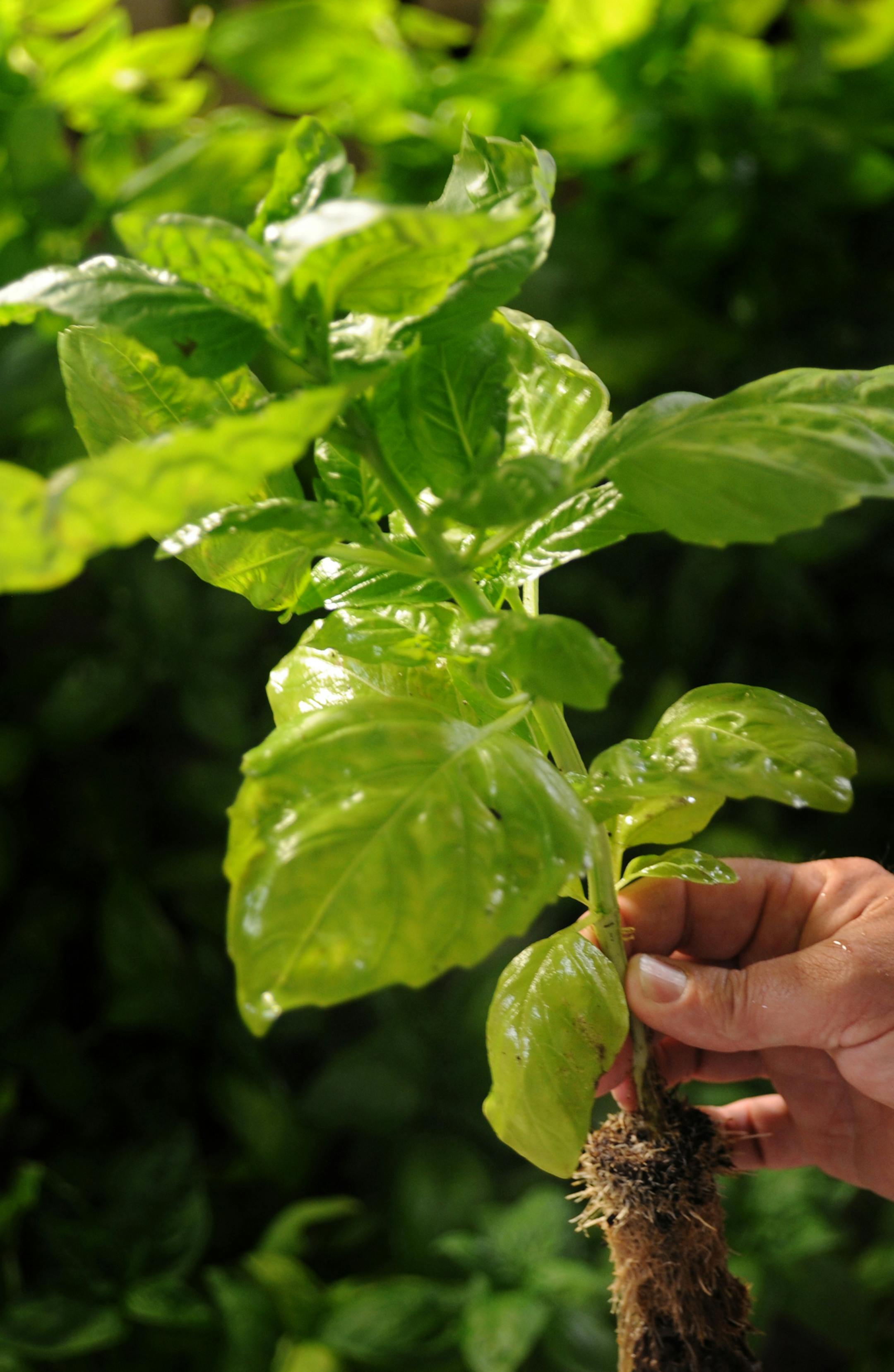 Garden Fresh Farms was started in 2010 by Dave & DJ Roeser in a 20,000 sq ft warehouse in Maplewood, MN. They have developed several systems to grow herbs and produce using sustainable methods indoors for consistent year round growth. Dave Roeser holds a finished basil plant,that's ready to be harvested.] Richard.Sennott@startribune.com Richard Sennott/Star Tribune. , Maplewood Mn. .Friday 05/25/12) ** Dave Roeser (cq) ORG XMIT: MIN2013051710402628