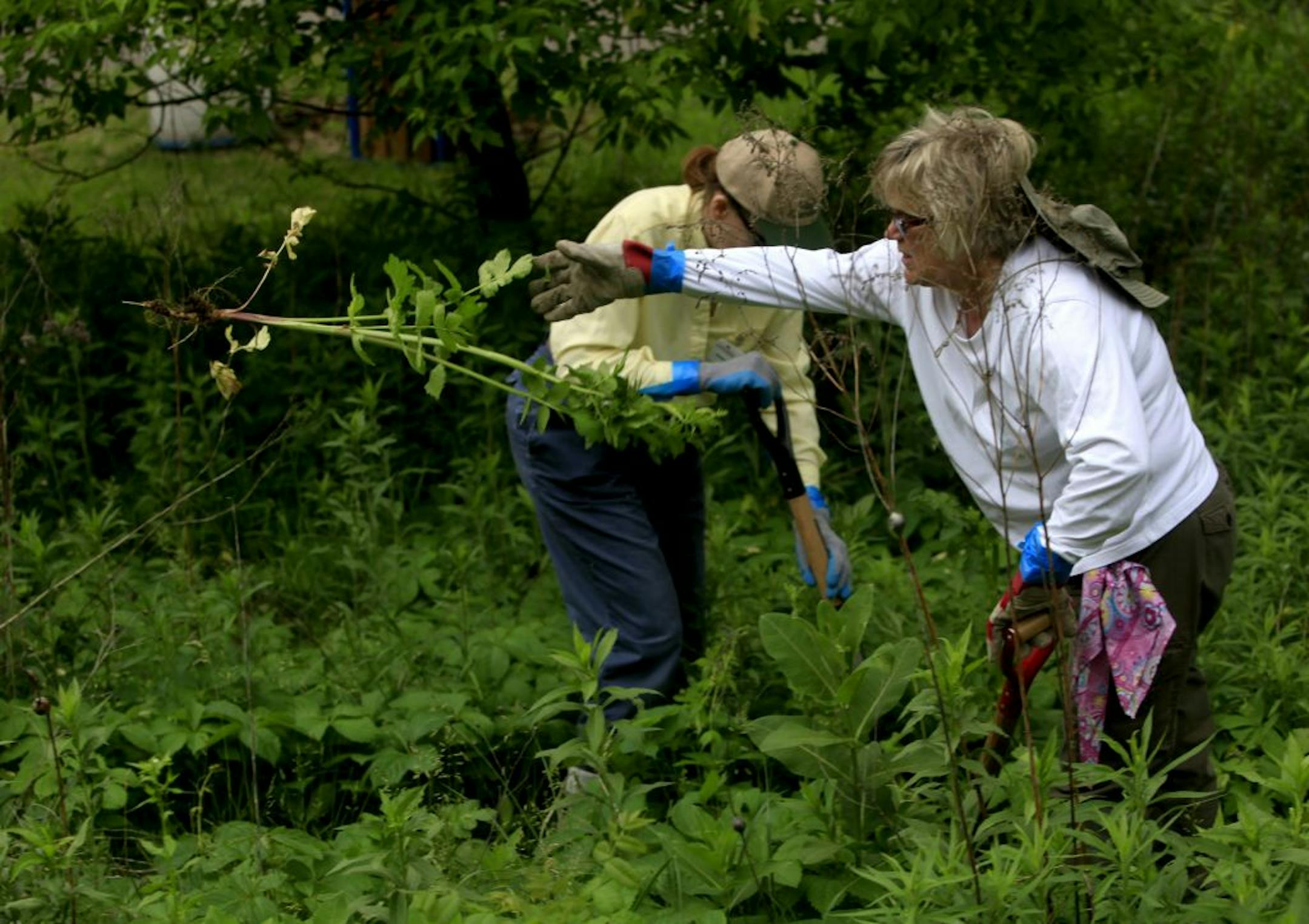 Volunteers Jan Willkom, (right) from Maplewood and Karen Brooks , also from Maplewood, dug up wild parsnps at the Applewood Preserve in Maplewood, MN on May 25, 2012.