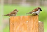 A house sparrow pair, female on the left.
