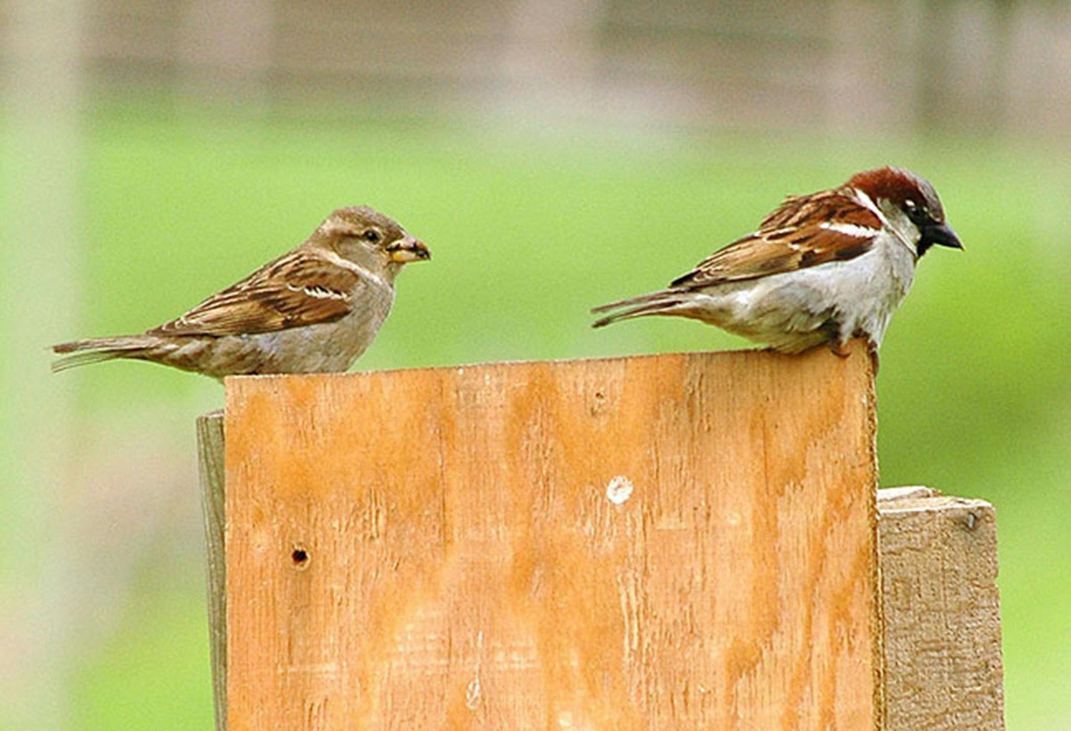 A house sparrow pair, female on the left.