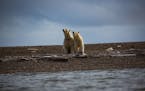 FILE-- Polar bears in Kaktovik, Alaska, within the Arctic National Wildlife Refuge, Sept. 11, 2016.