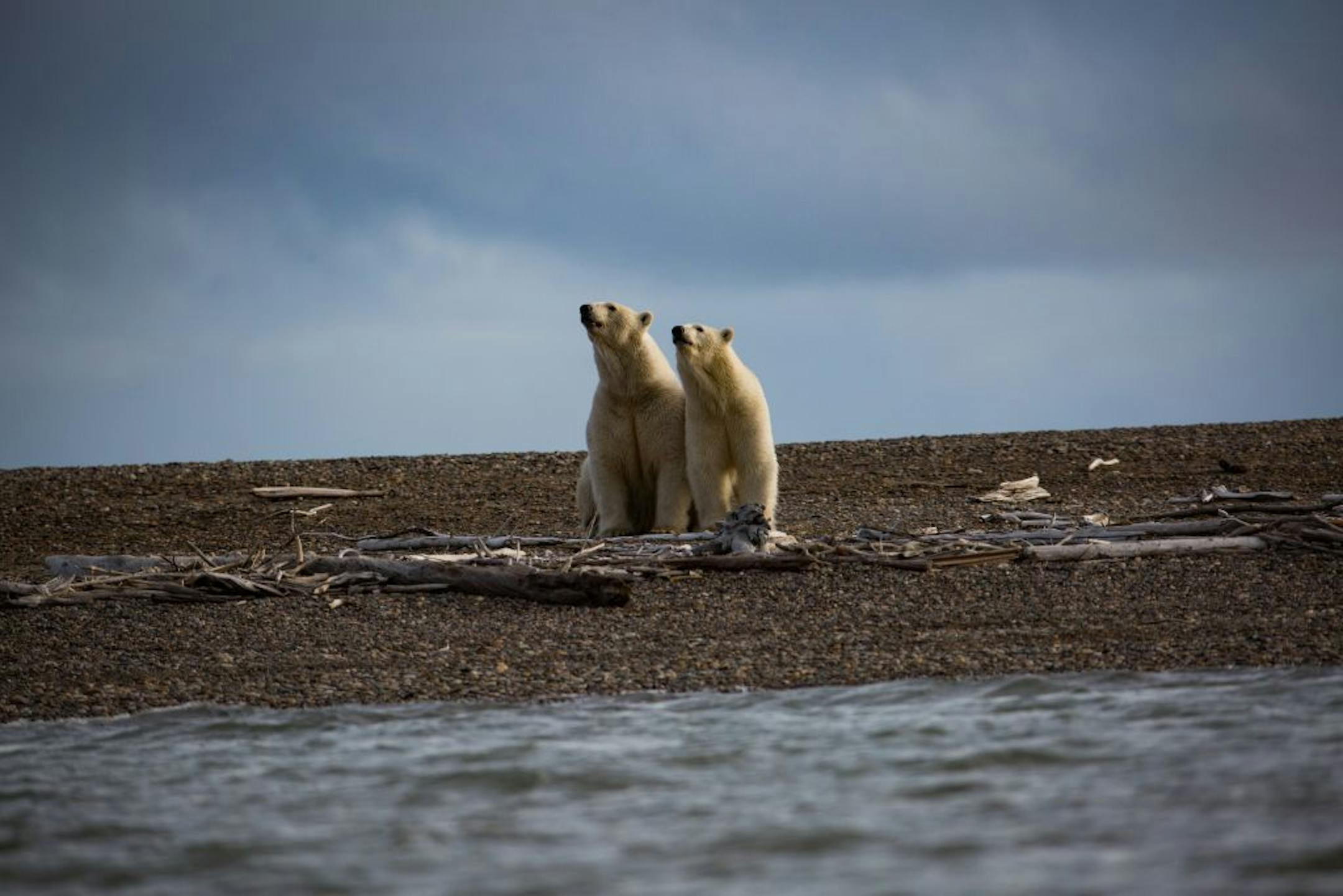 FILE-- Polar bears in Kaktovik, Alaska, within the Arctic National Wildlife Refuge, Sept. 11, 2016.