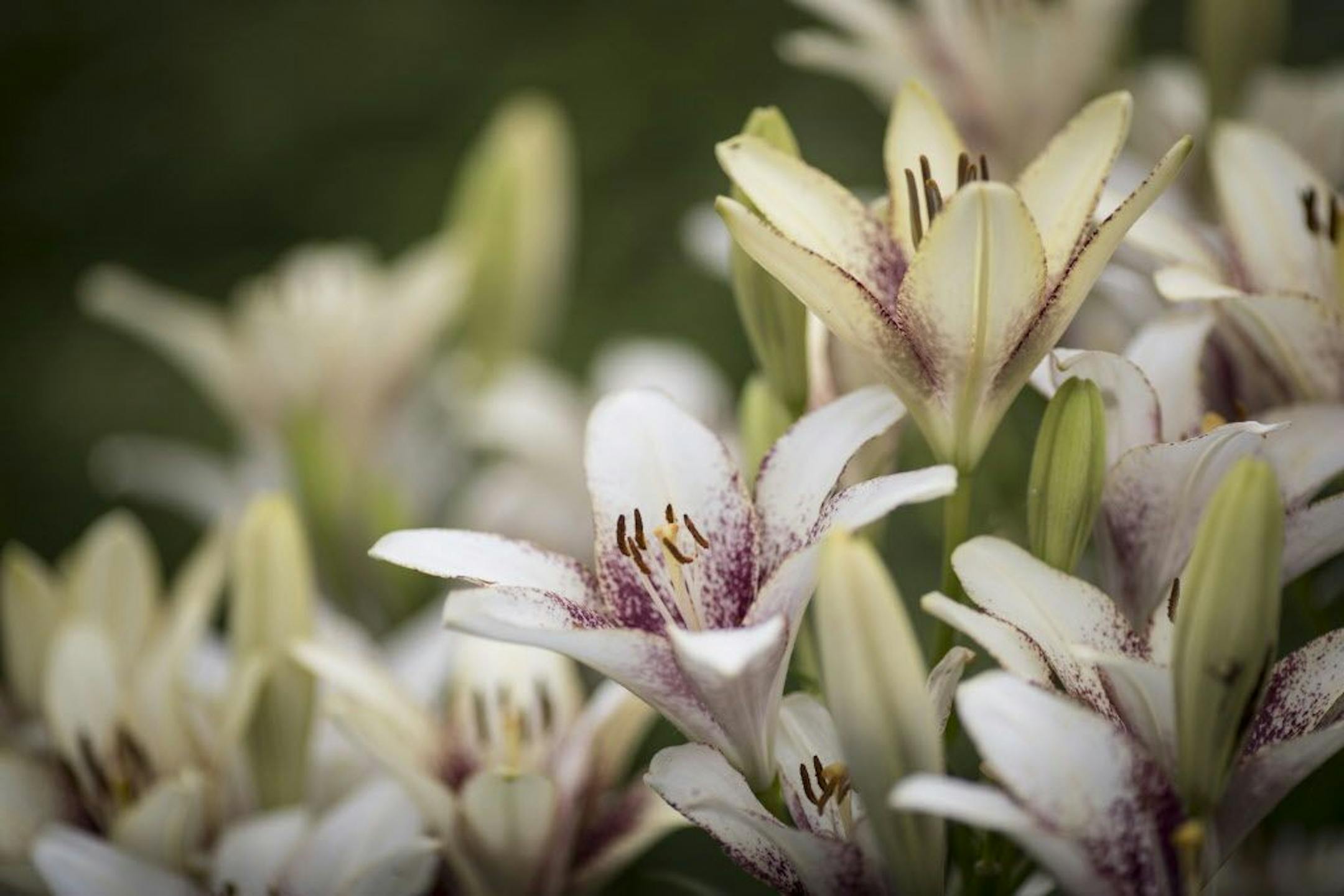 Lilies bloom in the garden.