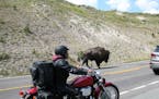 Getting up close and personal with a bison on the roads in Yellowstone.