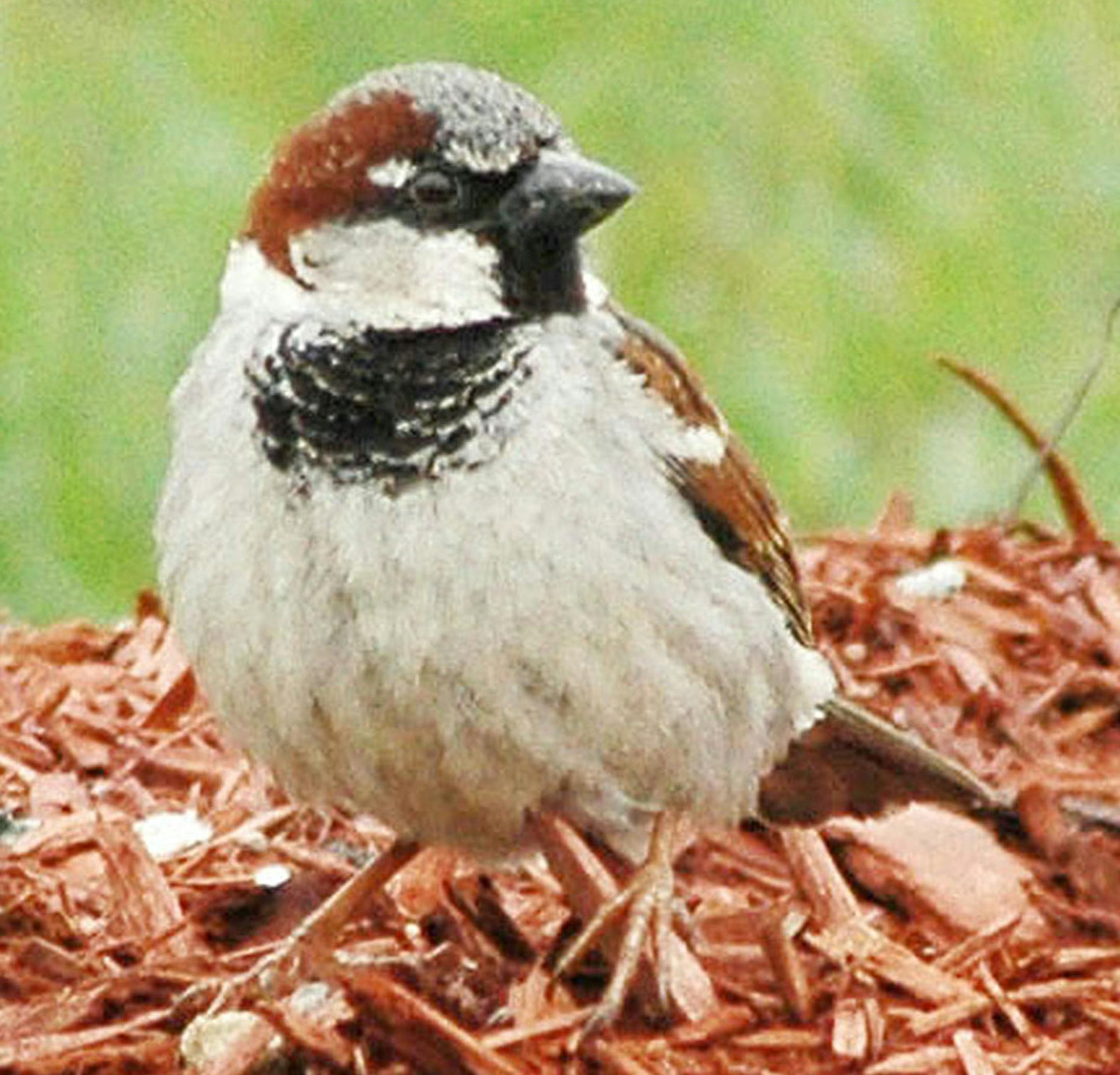 Male house sparrow Photo by Jim Williams, special to the Star Tribune