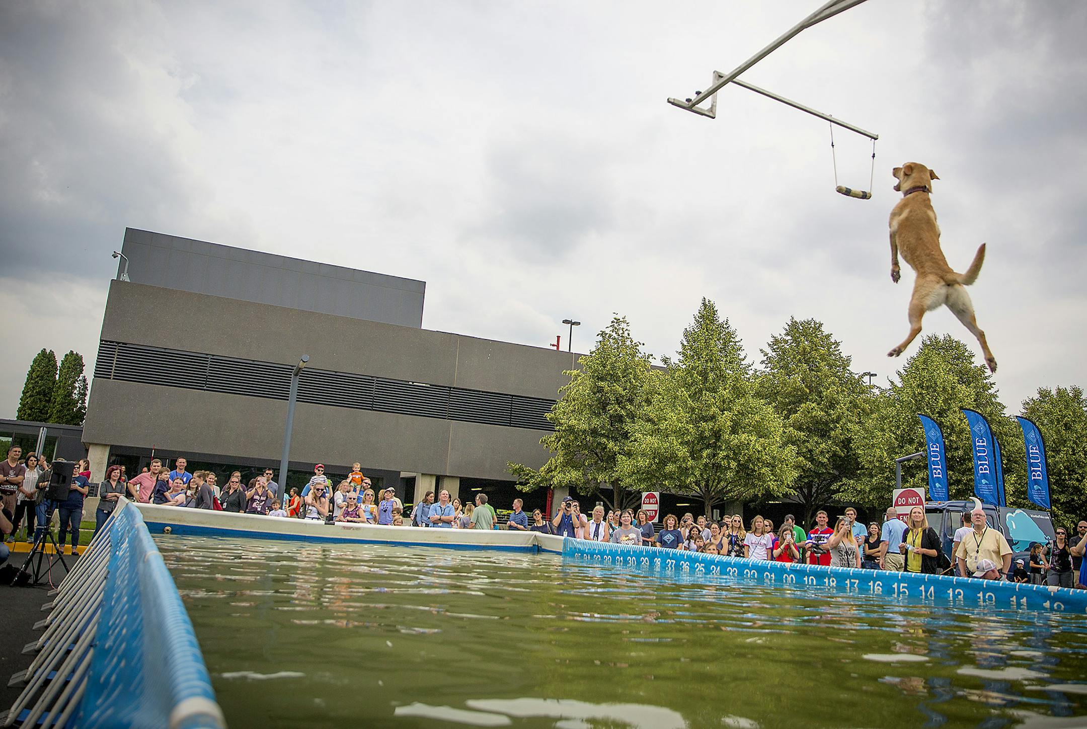 General Mills employees watched trained dogs jump into a pool at the Third Annual Puppy Fest at the company's Golden Valley headquarters on Friday. To celebrate its acquisition of pet food maker Blue Buffalo, General Mills hosted about 150 dogs owned by employees on campus for Bring Your Dog to Work Day.