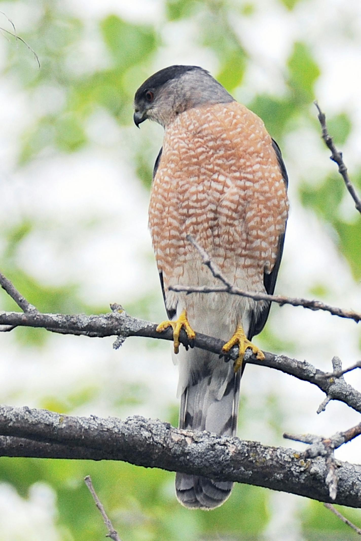 A Cooper's hawk perches in a tree, peering down at the ground.