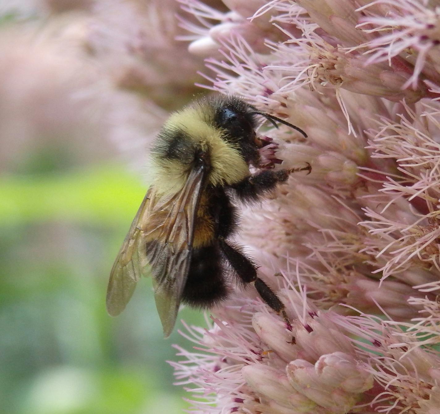 A rusty patch bumblebee on Joe Pye weed. Pictures are from Susan Damon's pollinator friendly bee garden in St. Paul, Minn., all photographed throughout the spring and summer of 2014. ] RENEE JONES SCHNEIDER &#xa5; reneejones@startribune.com