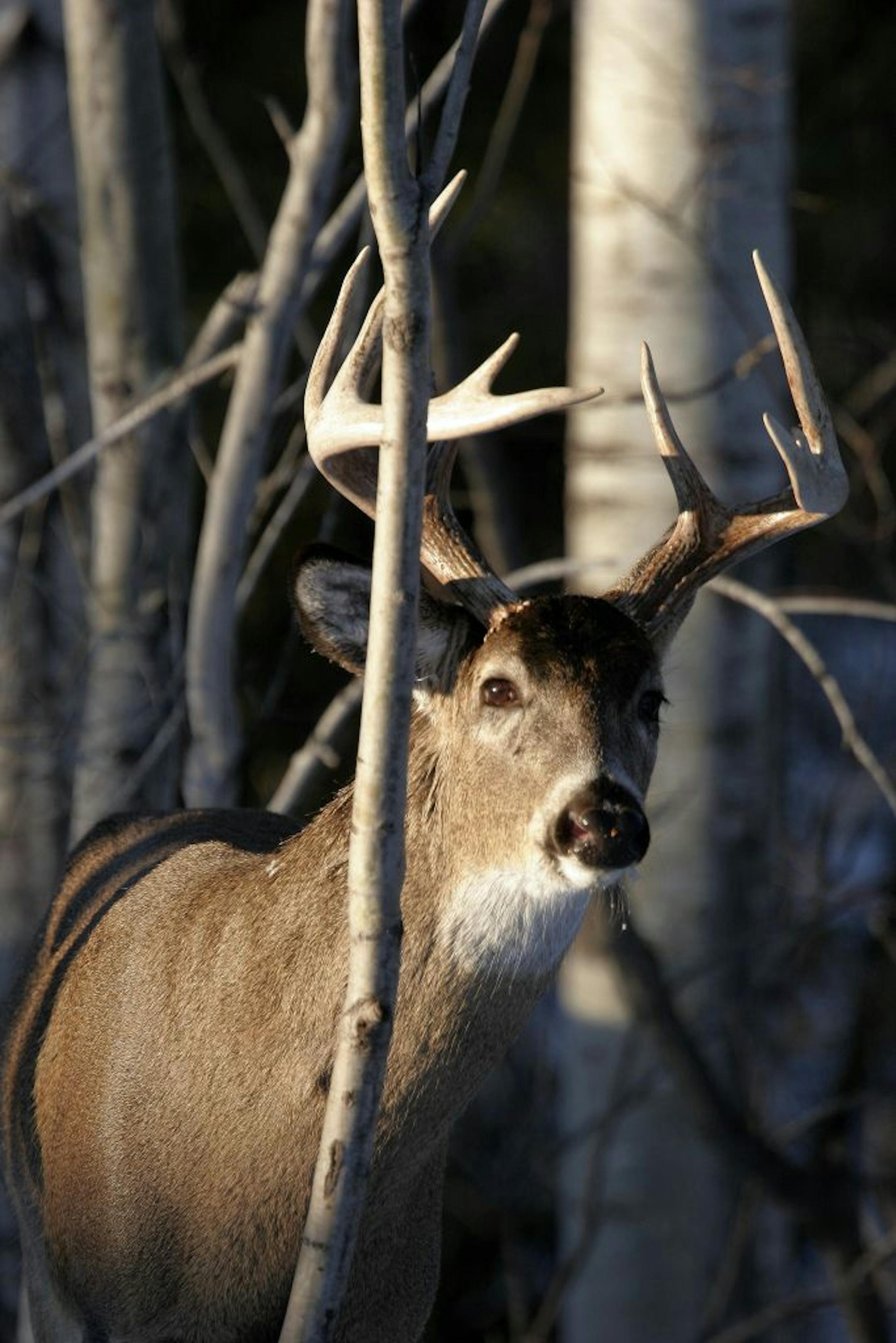 A whitetail buck