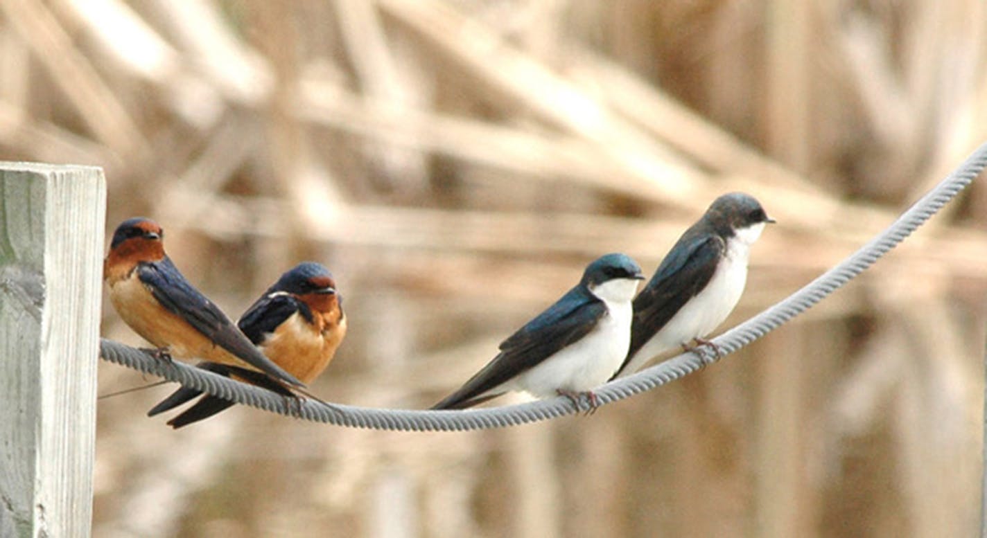 A pair of barn swallows perched on a rope fence next to a pair of tree swallows.