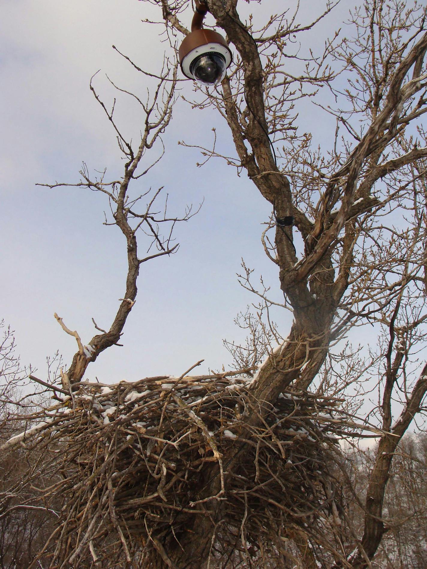 Camera and nest. New this year: Sound, which has added a dimension to the viewing.