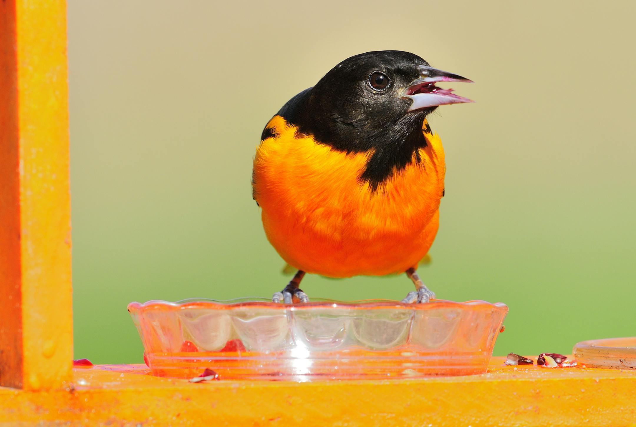 DO NOT USE! ONE-TIME USE ONLY WITH BILL MARCHEL COPY. Photo by Bill Marchel. A male Baltimore oriole feeds on grape jelly. Feeders containing jelly will attract many more bird species besides orioles.