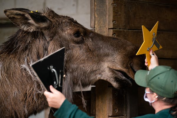 Minnesota Zoo keeper Amber Dunaway coaxed Matilda, an eight-year-old cow moose, into position for her first dose of a COVID-19 vaccine on Thursday, Ma