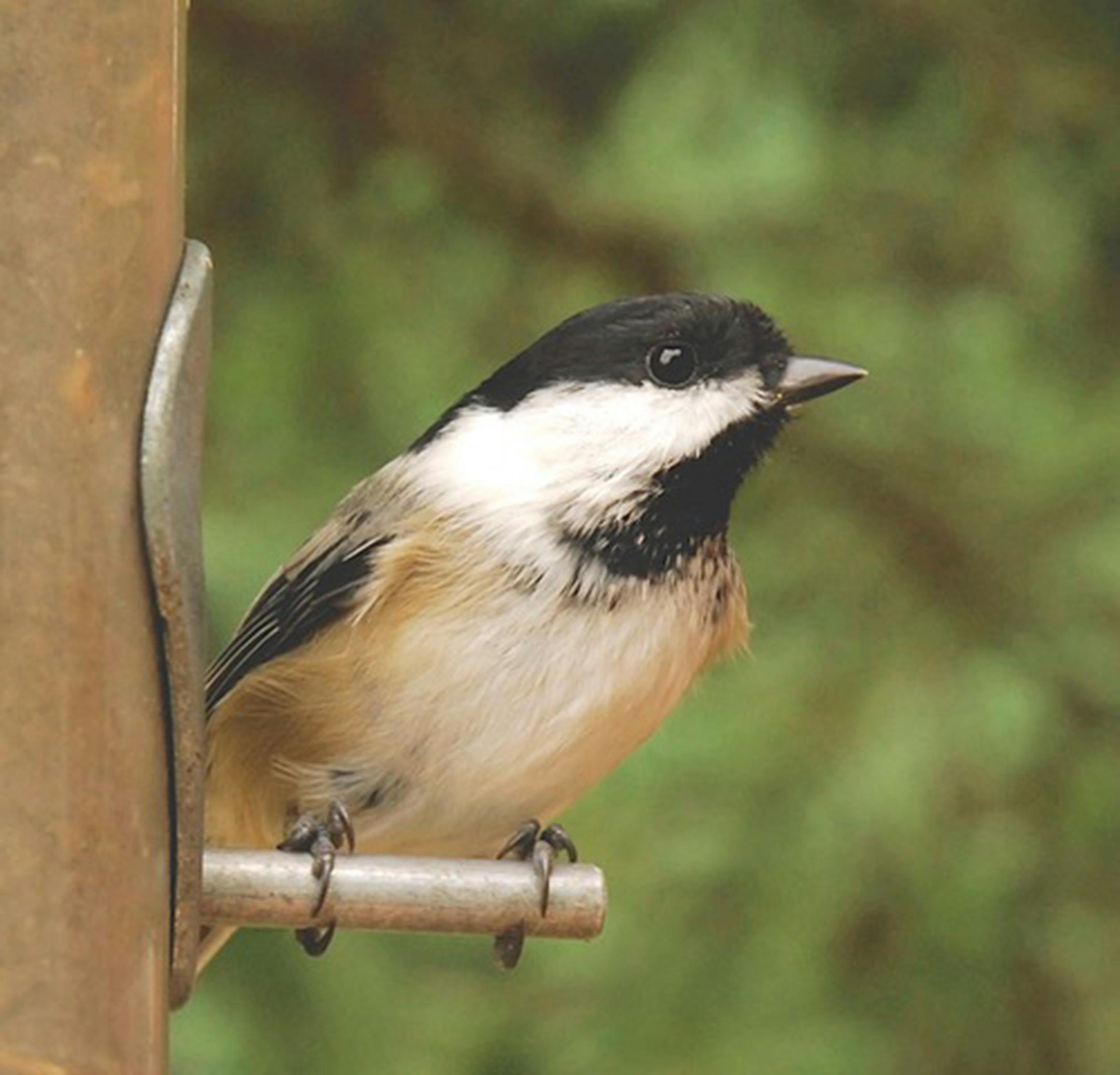 A black-capped chickadee sits on a feeder perch.