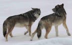 Photo courtesy of Rolf Peterson, Isle Royale wolf project. The new wolf pair at the west end of Isle Royale, female on the left.