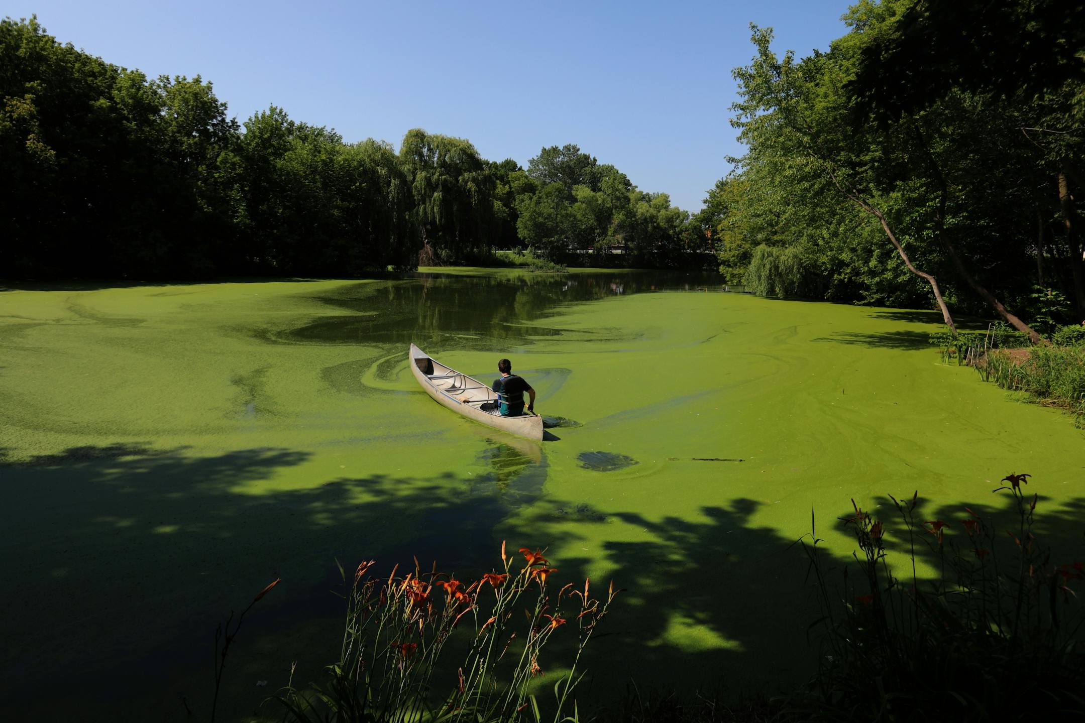 Bloomington resident Nick Niziolek, 17, prepared to canoe near a "floating island," in Winchester Pond, steps from his family's residence. The Niziolek family and neighbors undertook the task to clean up the pond and surrounding land and was seen Wednesday, July 23, 2019, in Bloomington, MN.