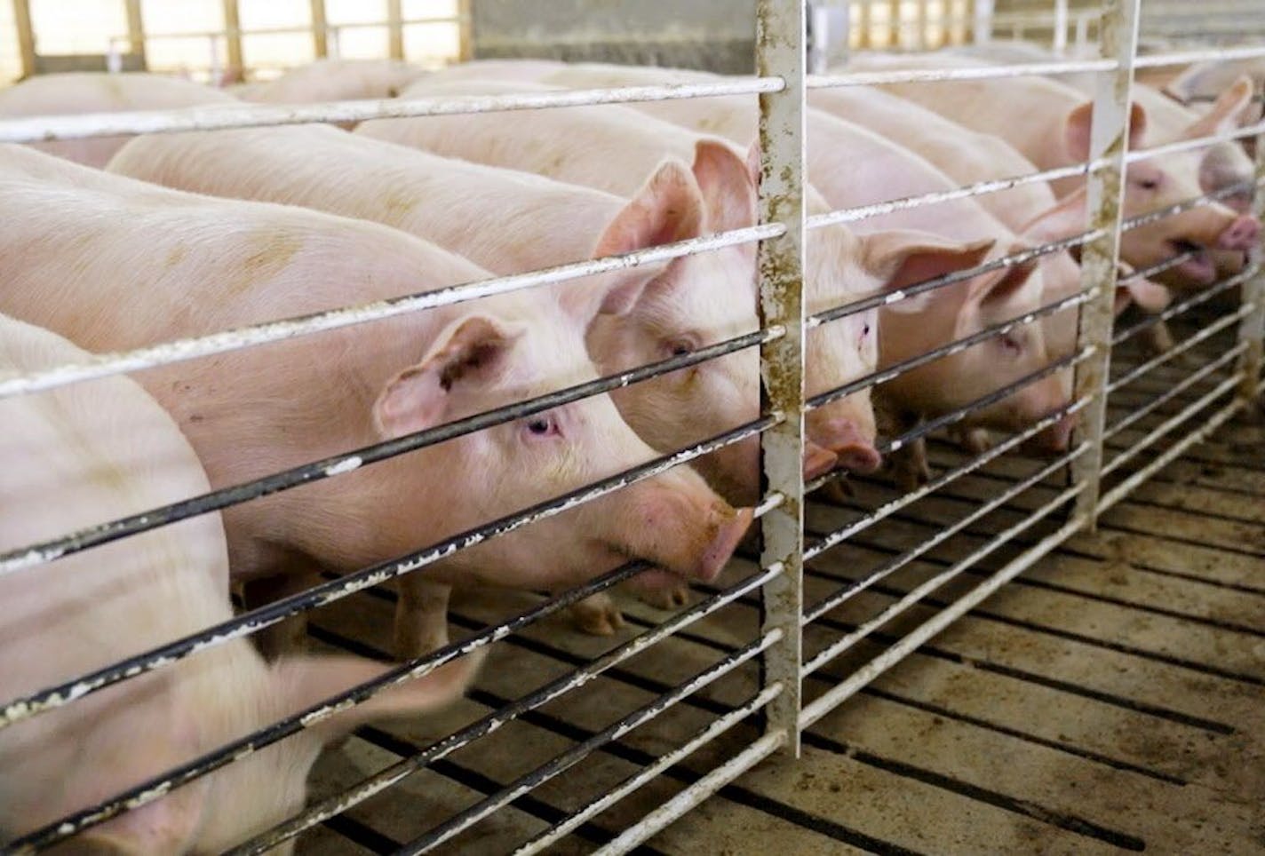 Pigs on a farm in Iowa. China is planning a 25 percent tariff on U.S. pork and related products and 15 percent on ethanol.